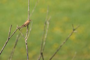 Sedge Warbler Bird Avian Animal - Psubraty / Pixabay